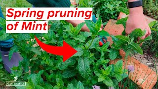 Spring Pruning of Mint - Here's the Best Way to Do It - Avoid These Mistakes!