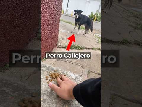 Alimentando A Perros