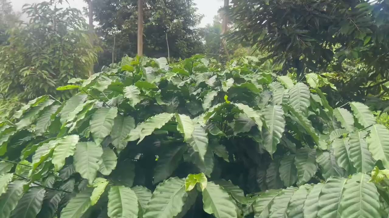 1ha1 tại xã Ea Tul Đắk Lak giá 3ty6 aetc:(đã bán)