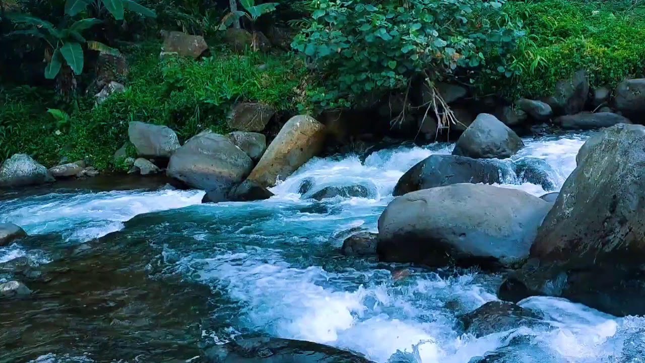 Peaceful Forest Sounds for Deep Sleep and Relaxation