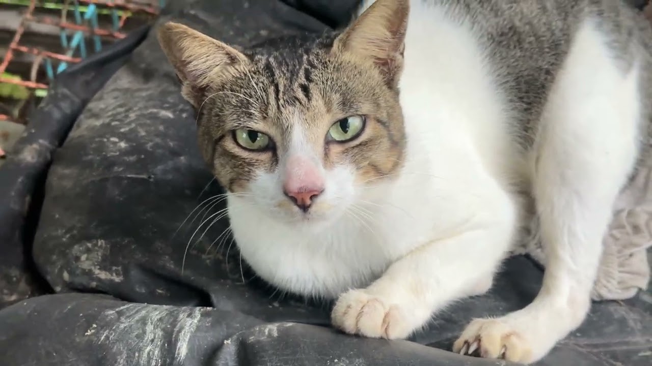 This Stray Cat, Not in the mood for a NEW TRICK?