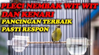 PLECI NEMBAK WIT WIT WIT KENARI