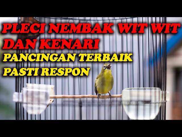 PLECI NEMBAK WIT WIT WIT KENARI class=