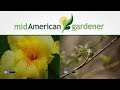 Mid-American Gardener with Dianne Noland June 29, 2017