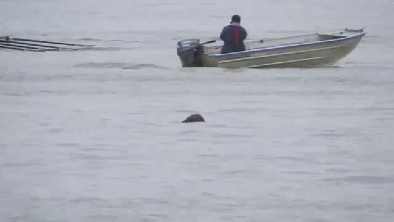 Seal fishing in the Thames YouTube