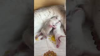 Cute Kittens❤️【27】#Shorts #Cutecat520 #Cat #Kittens #Pets