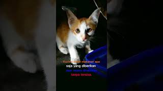KUCING SEHAT LAHAP MAKAN #catlovers #cat #kucingindonesia