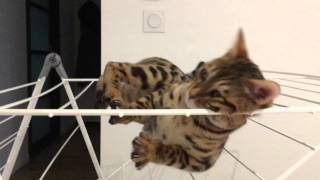 Chat Bengal Drôle - Cat Funny