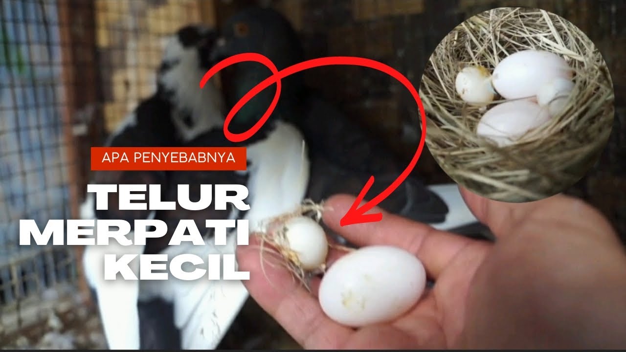 🔴 telur merpati kecil seperti kelereng apa sebabnya ya