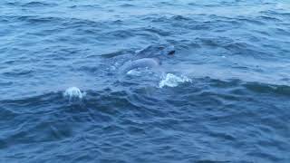Manatees Mating at Beach Woods