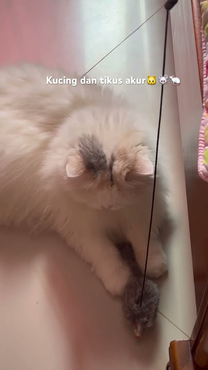 Mukanya udah muak bgt wkwkwk #catstagram #catmemes #catfunnyvideo #catstory #catsvideo #catshorts