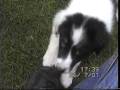 Chief the border collie puppy