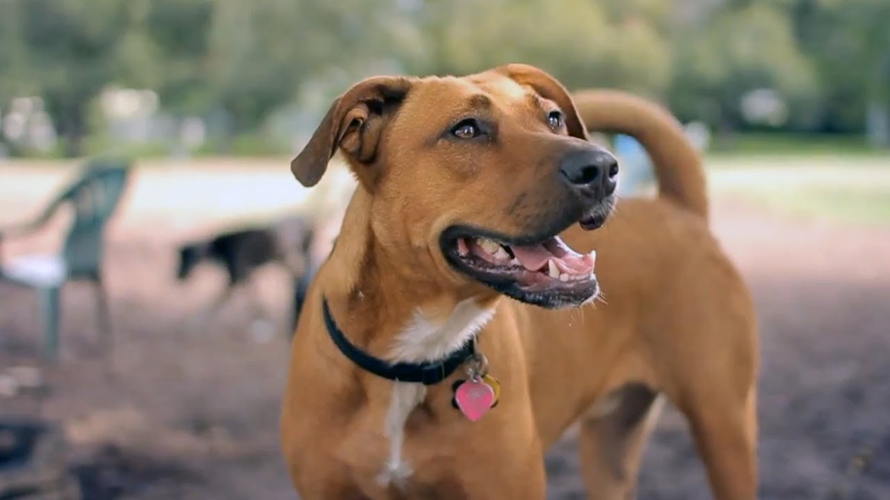 klippe Hofte melodi Lab-Pit Bull Mix Chases a Squirrel | The Daily Puppy - YouTube