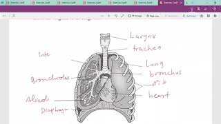Respiratory System worksheets