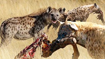 AARDWOLF - Unveiling the Secrets of Nature's Stealthy Hunter