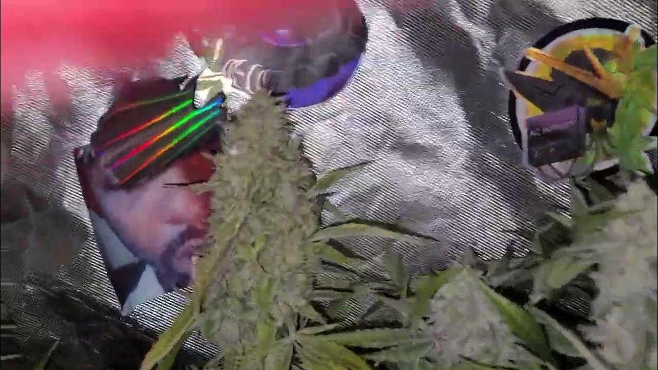 California OCTANE strain‼️ - YouTube