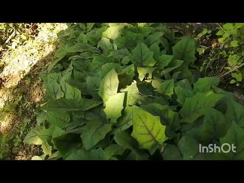 Video: Propagación de esquejes de naranjilla: ¿Se puede cultivar naranjilla a partir de esquejes?