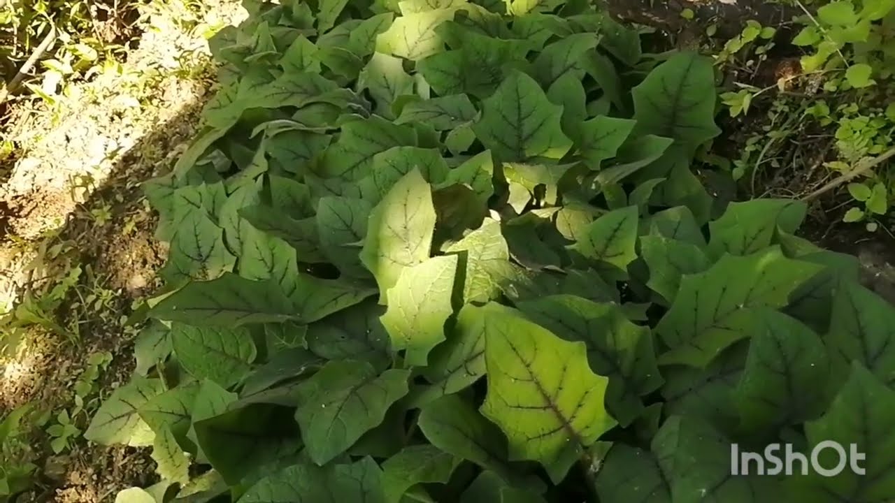 como hacer semillero de Lulo, proceso completo