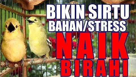 Pancingan Cipoh Sirtu Bahan Yang Stress atau Macet Agar Emosi Naik Birahi