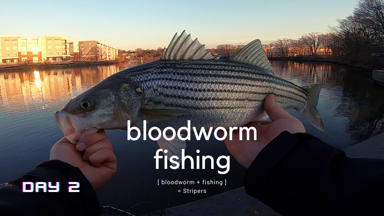 How I Catch River Stripers with PRESERVED BLOODWORMS Day 2 YouTube