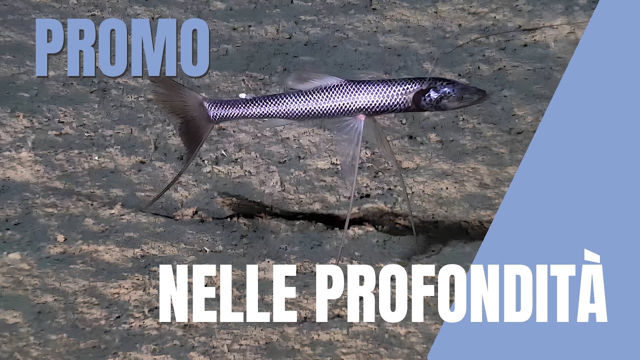 Specie profonde -PNRR MER Seamounts