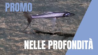Specie Profonde -Pnrr Mer Seamounts