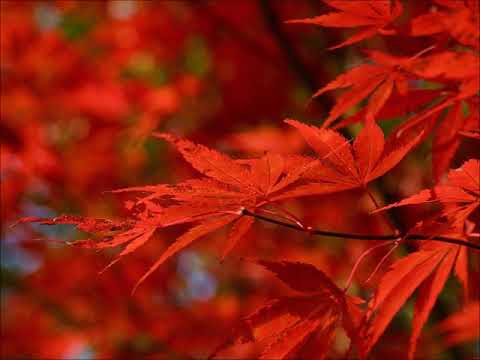 美しい秋・混声三部男声パート（MIDI）
