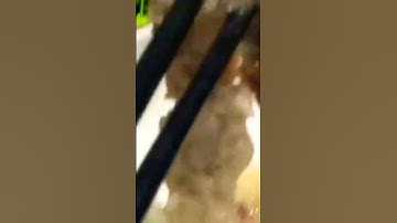 ruột cá lóc làm lai rai