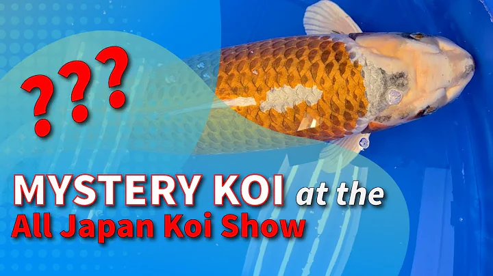 10 Rare Koi Varieties from the 2025 All Japan Koi Show | Unique Koi Fish in Japan