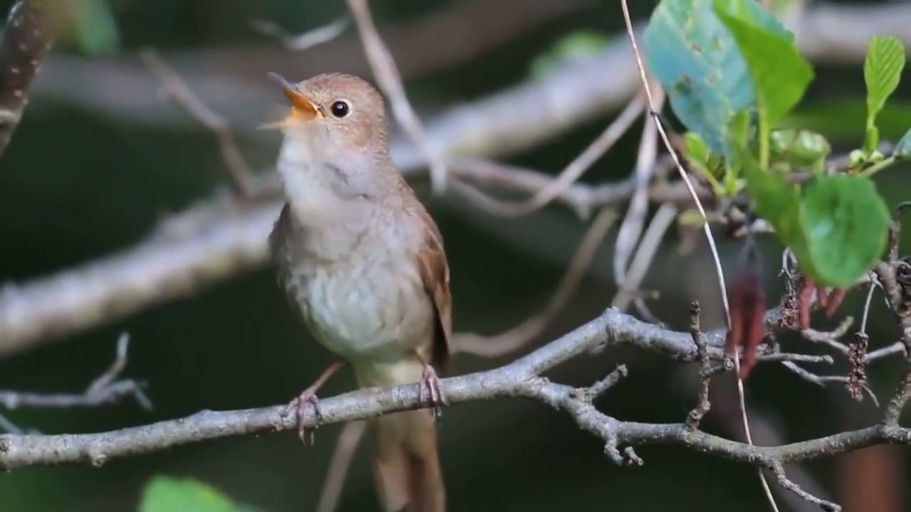 Соловья не так просто увидеть близко! Наслаждайтесь! Это волшебно - YouTube
