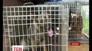 Залишених в аеропорту Донецька собак визволили Залишених в аеропорту Донецька собак визволили