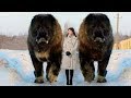 Los 7 Perros Más Grandes Del Mundo