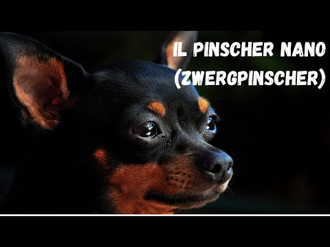 Video: Hundetricks für Zwergpinscher