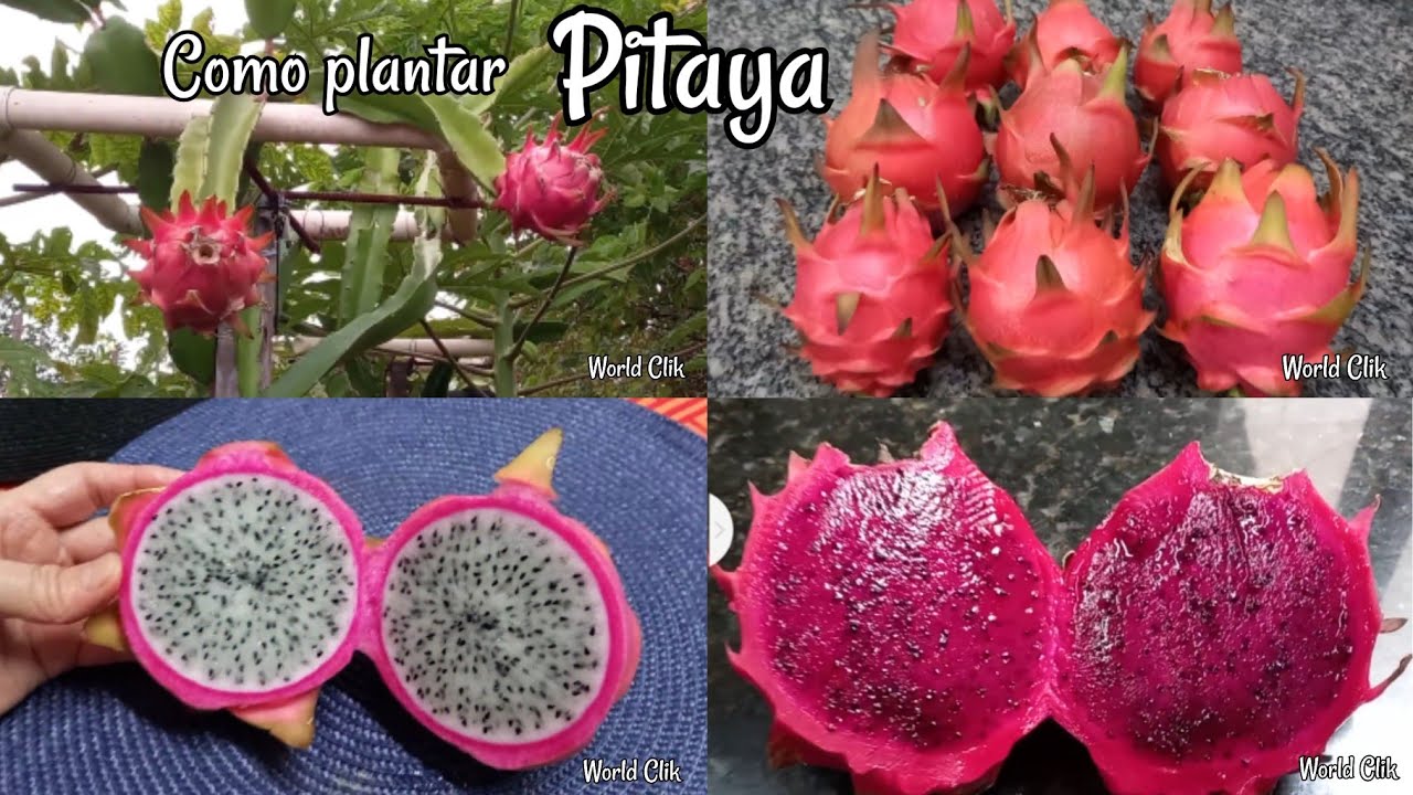 Como plantar Pitaya, maneira fácil e simples, Colheita 4 - thptnganamst.edu.vn