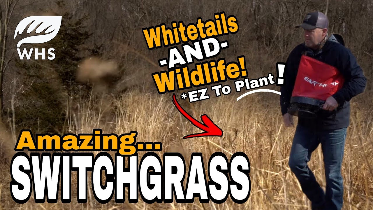 Whitetail Habitat Solutions - Jeff Sturgis The Power of Switchgrass 