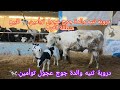 دروبة ثنيه والدة جوج عجول توأمين للبيع منطقة الغرب دار كداري 0661282165 مغربية Marocaine Maroc 