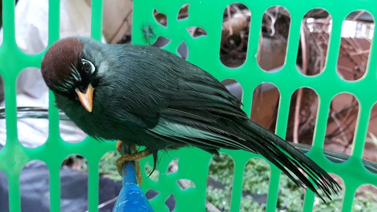 BURUNG POKSAY MANDARIN TERJEBAK DI TONG SAMPAH ! - YouTube JAGOAN INTERNET