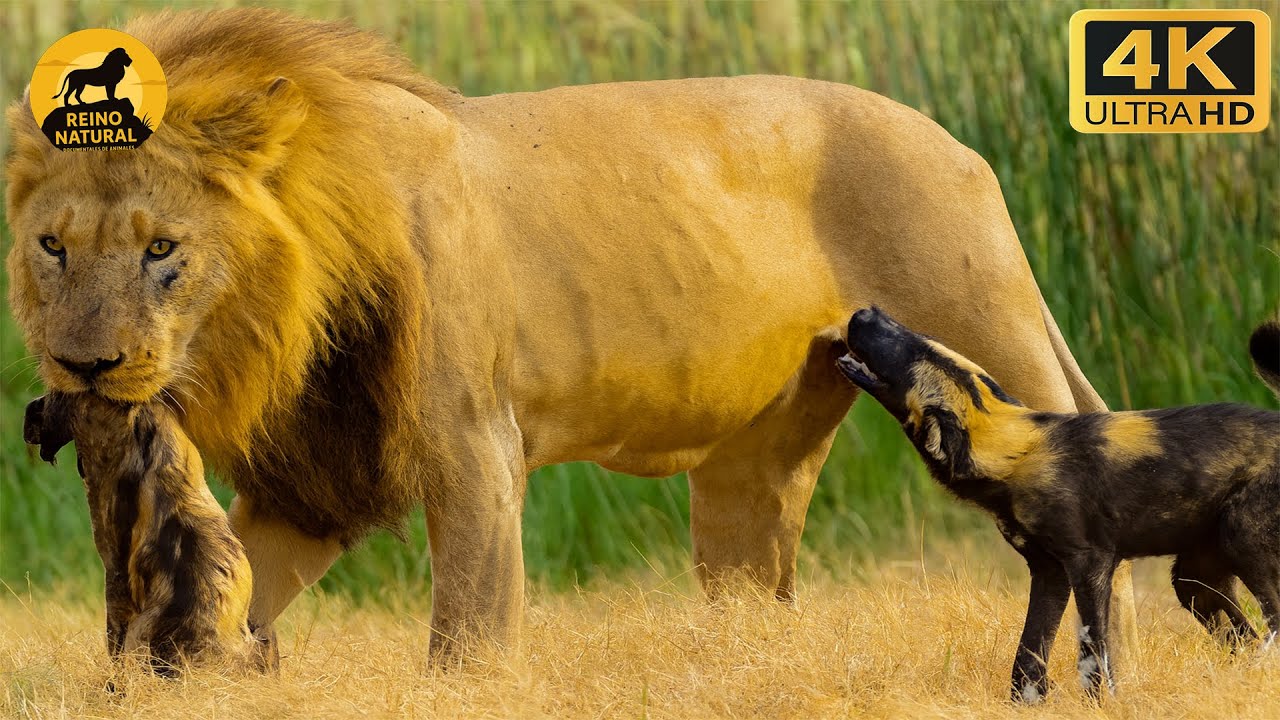 Leon Devorando EL LEÓN: ¡Momentos Donde El Depredador Se Convierte En La Presa ...