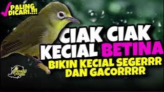 CIAK CIAK KECIAL KUNING BETINA AMPUH BIKIN KECIAL SEGE DAN GACORRR‼️