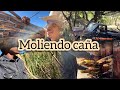Asi molemos la caña para sacar aguamiel 🤠✌️
