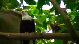 Kicau Burung Unik Kepala Putih