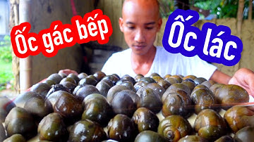 Bất Ngờ Loài Ốc Nhịn Ăn Gần 1 Năm Mà Vẫn Mập - Ốc Lác Làm Món Gì Ngon Nhất | Son Duoc Vlog 79
