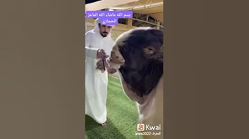 سبحان الله الخالق عز وجل اكبر ماعز في العالم الماعز الحجازي 