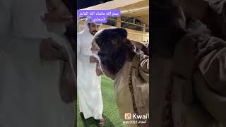 سبحان الله الخالق عز وجل اكبر ماعز في العالم الماعز الحجازي