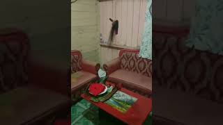 Jangan Diremehkan Ini Lah Mandau Terbang Asli Kalimantan