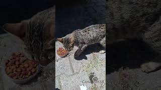 Kaça Geçtin लल