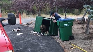 Firefighter Distracts Mama Bear As Three Cubs Get Freed From Dumpster