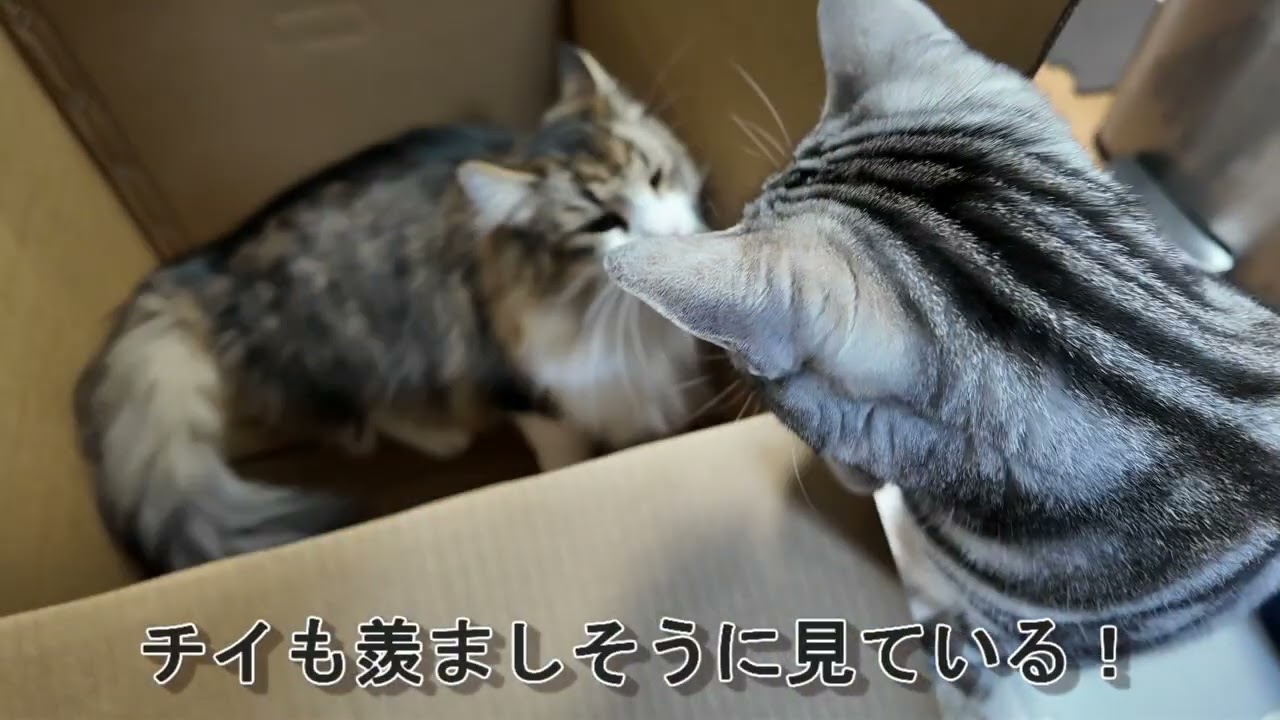 【3匹の日常】チョコが大好きな段ボールがやってきた！！