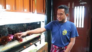 Cara beternak Ayam kampung Bagi Pemula - Tips Peternakan Ayam Kampung. 