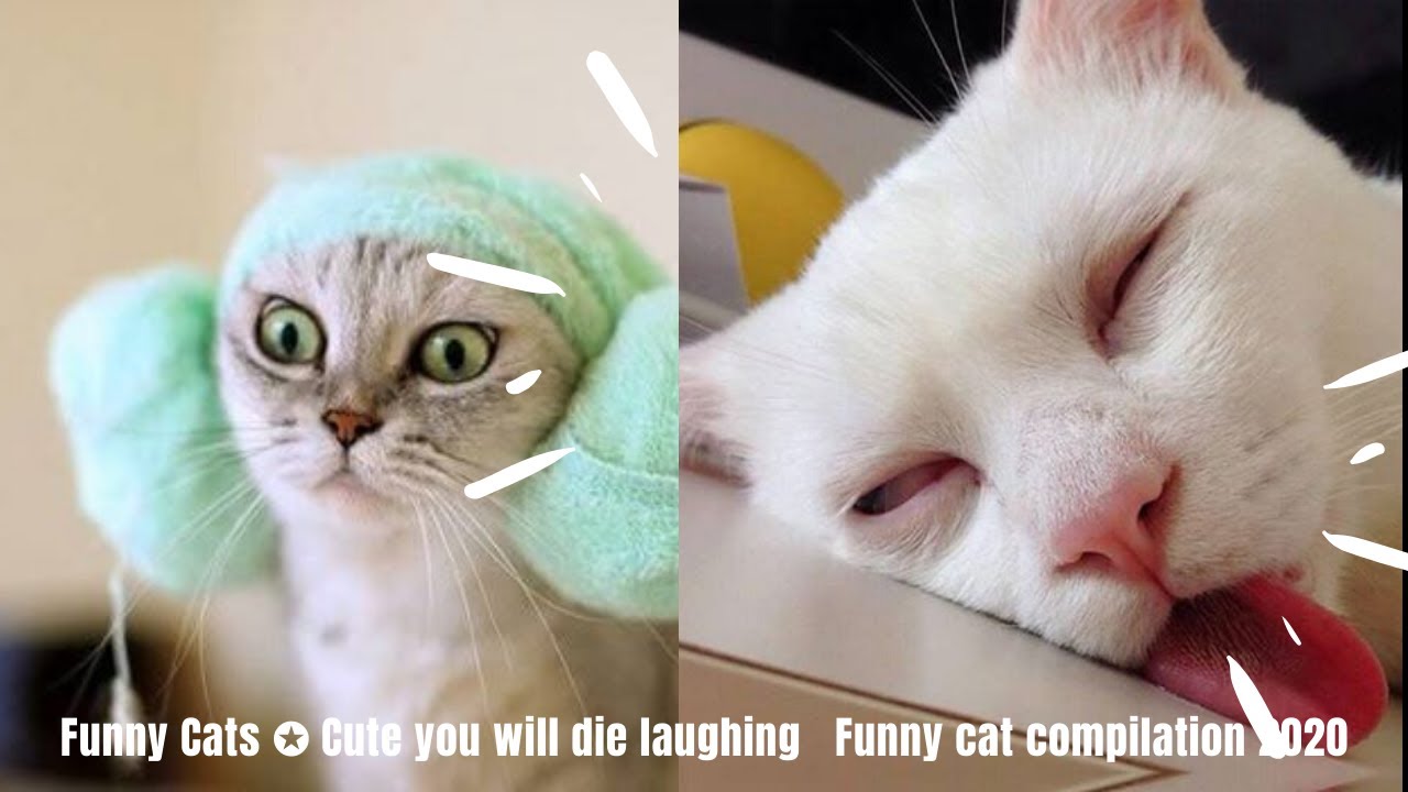 Funny Cats Cute you will die laughing | Funny cat compilation 2020 ...